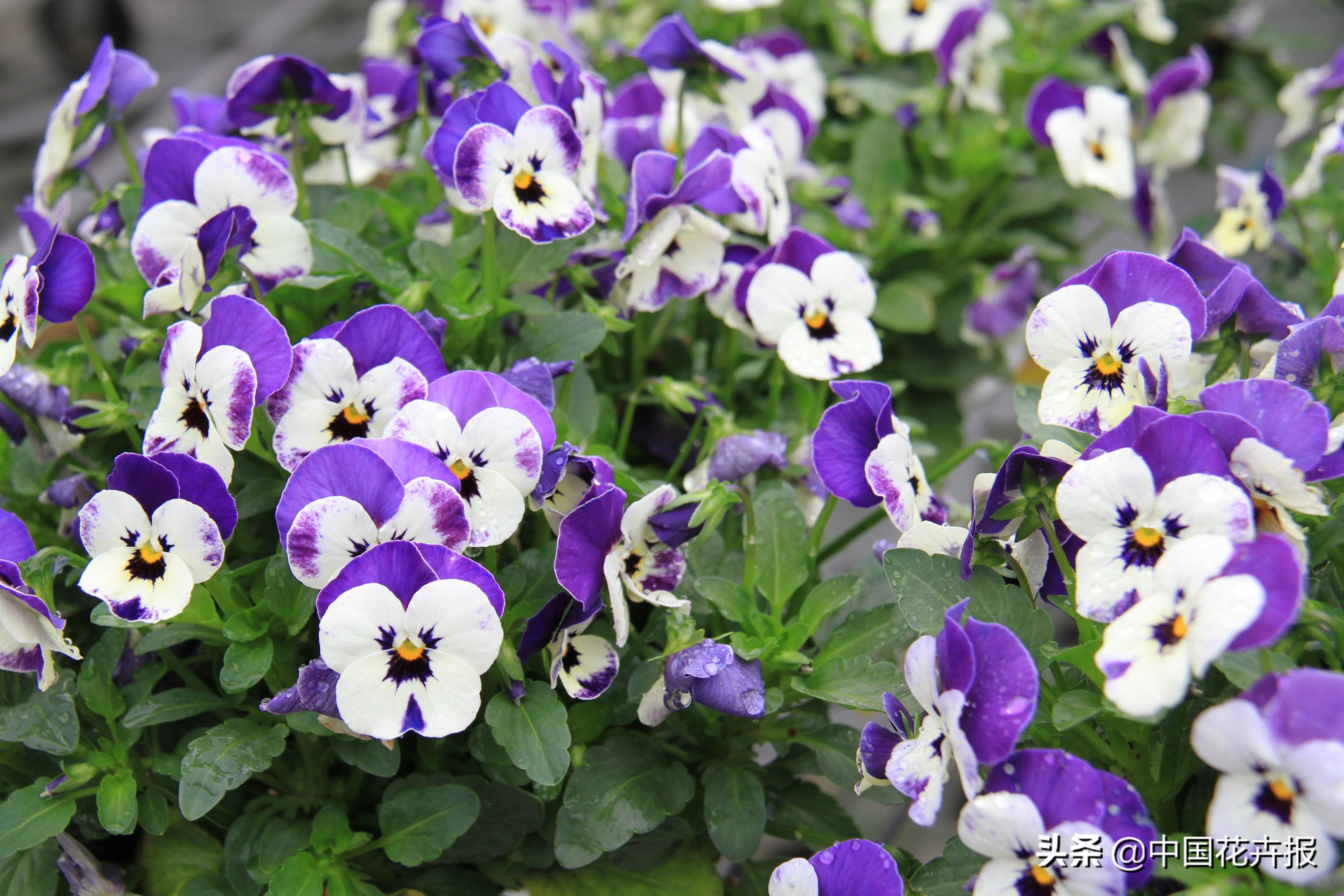 花园必备植物大全,花园常用植物科普
