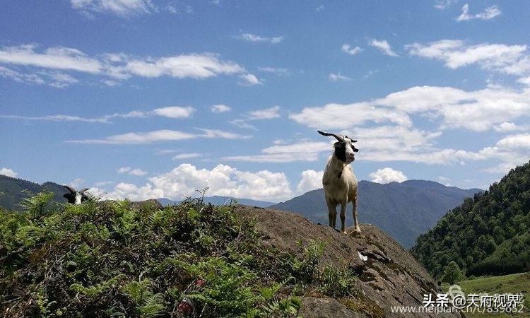 四川黑竹沟之谜,四川黑竹沟探险之旅