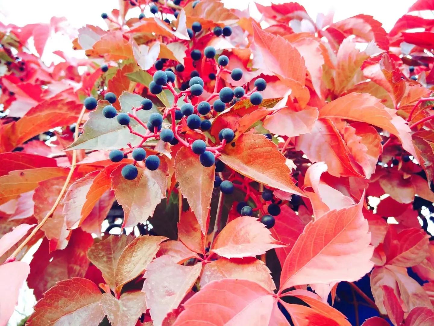 初冬爬山虎美文,散文爬山虎