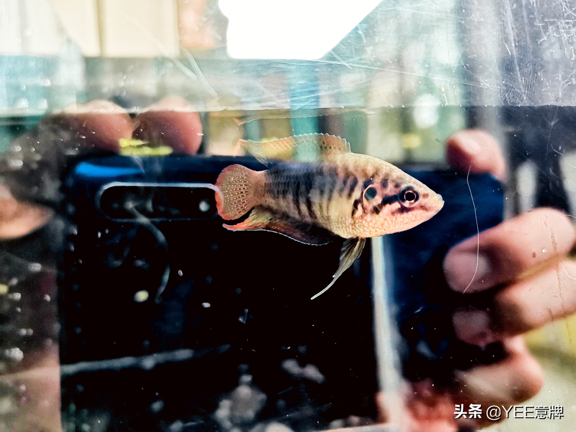 斗鱼合缸为什么会死鱼,斗鱼怎么养可以增加成活率