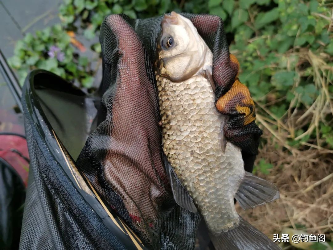 钓鱼主线上临时绑浮头怎么绑,钓鱼漂座如何穿到主线上