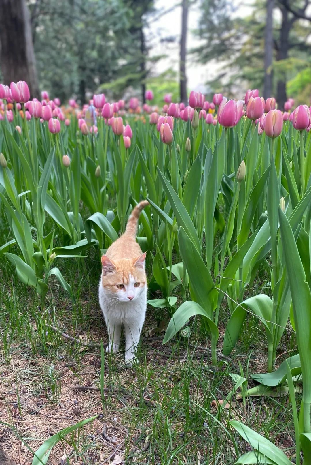北京动物资源分布图,北京野生动物种类大全图片