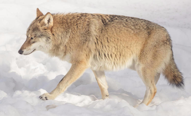 一家遇难救下狼崽狼群来报恩,男子救下一只狼崽百年后变成狼