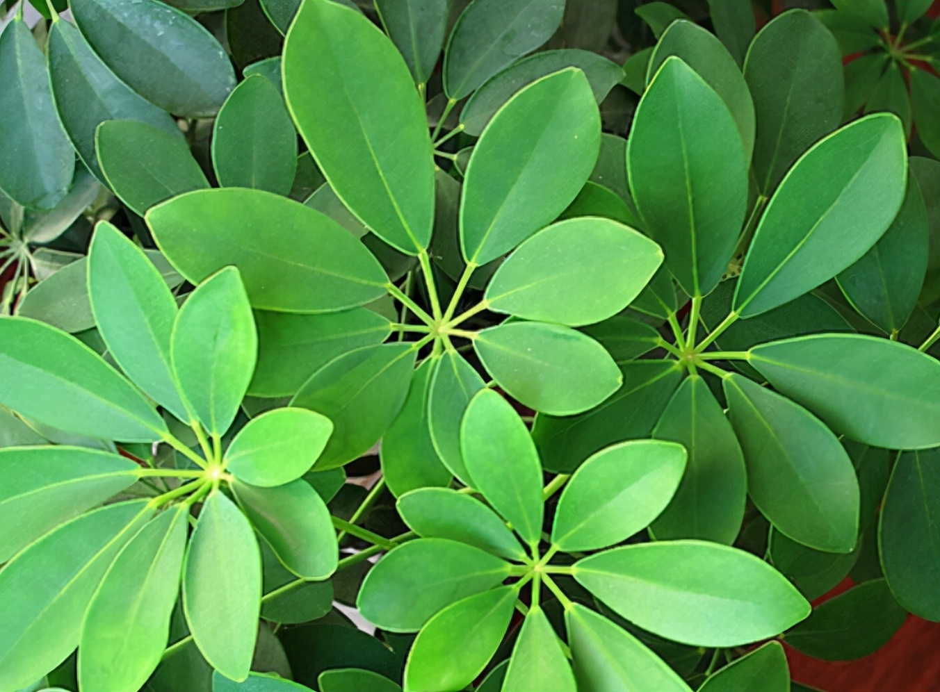 网红植物七叶莲,野生七叶莲价格