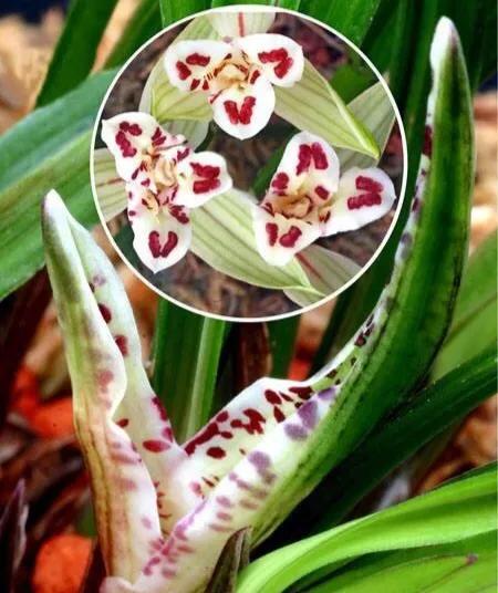 最便宜的兰花多少钱一株啊,为什么有的兰花卖到几十万一棵