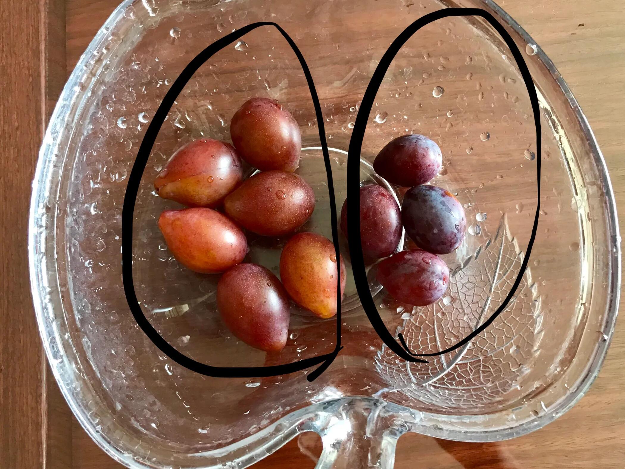 西梅从哪里能买到,西梅现在的价格是多少