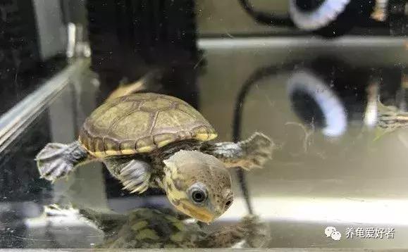 如果你不懂龟，看完之后会想要一只吗？