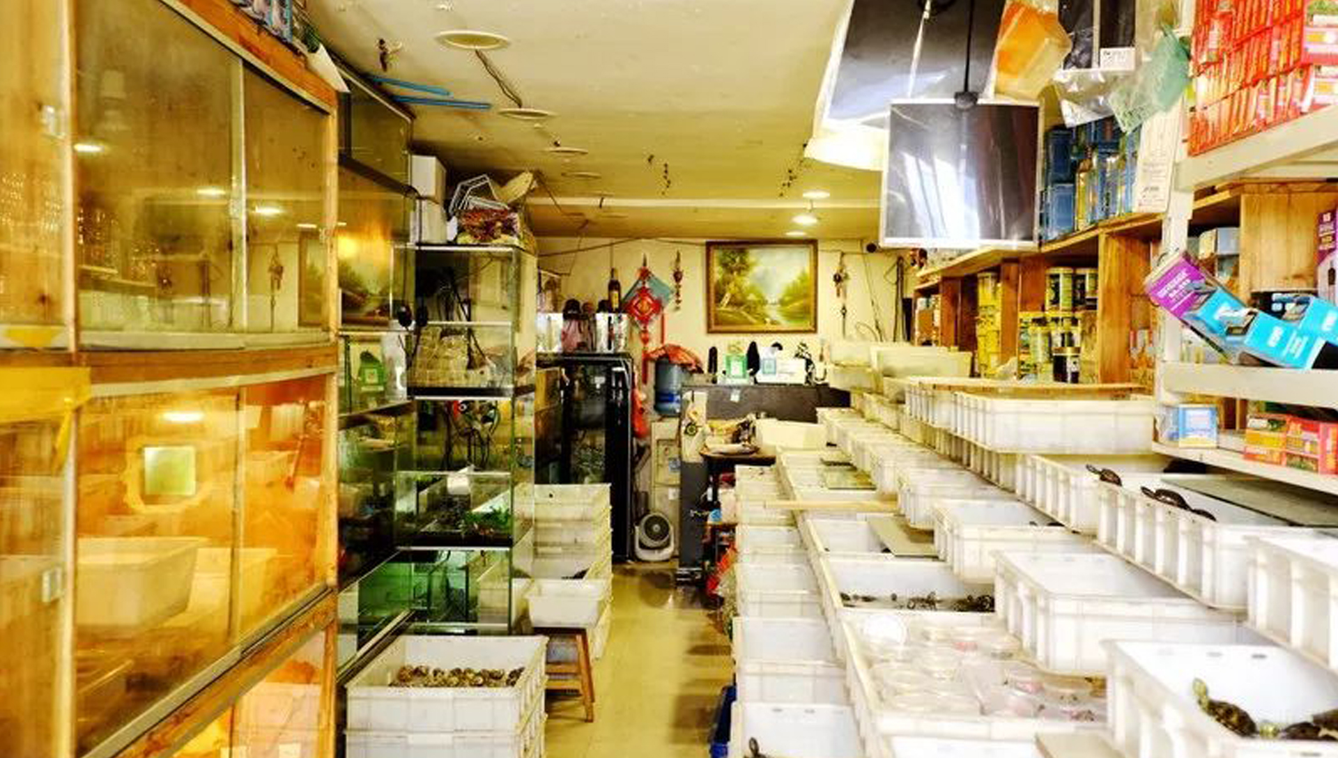 幼年巴西龟图片大全可爱版,巴西龟小时候最可爱的模样