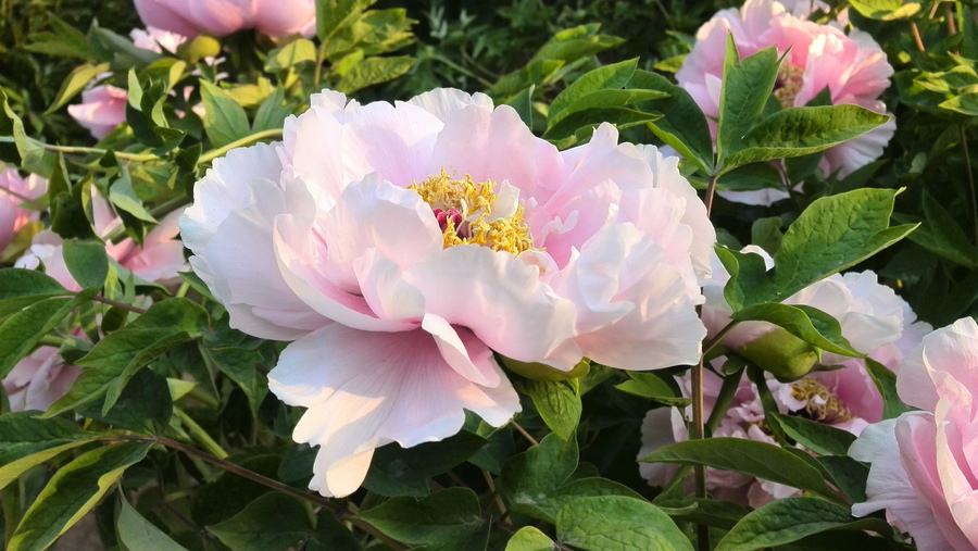 倾听自然的声音,倾听美妙的声音