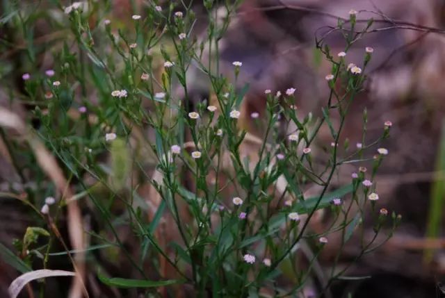 那些常见却叫不上名字的野花野草,常见的野花野草却是农家之宝