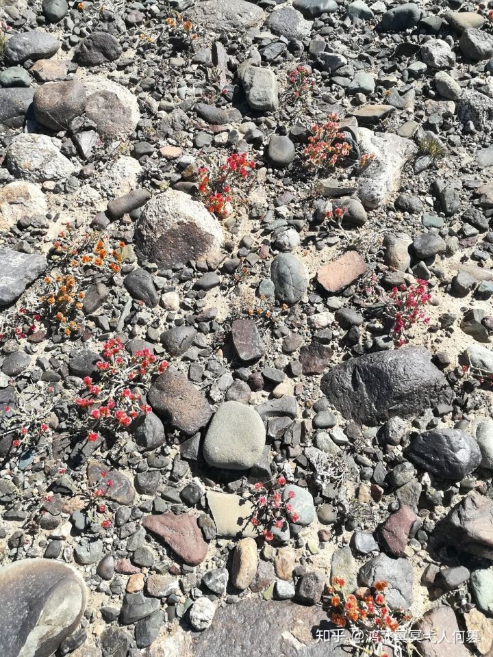 哈密戈壁之花图片,戈壁之花