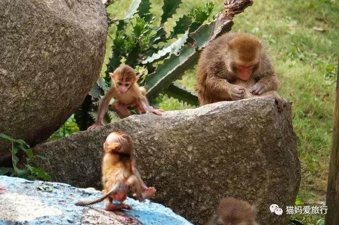 2天游玩广州长隆野生动物园攻略,广州长隆野生动物园步行游玩攻略