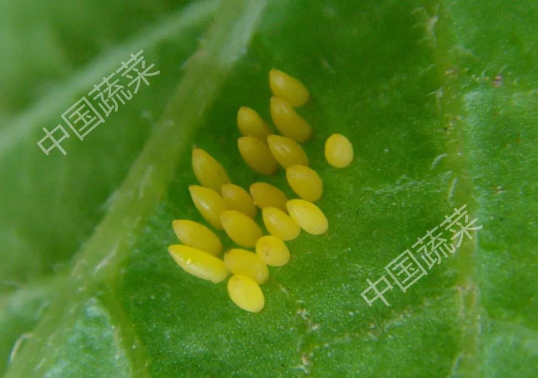 为什么马铃薯瓢虫只吃马铃薯,马铃薯瓢虫吃土豆吗