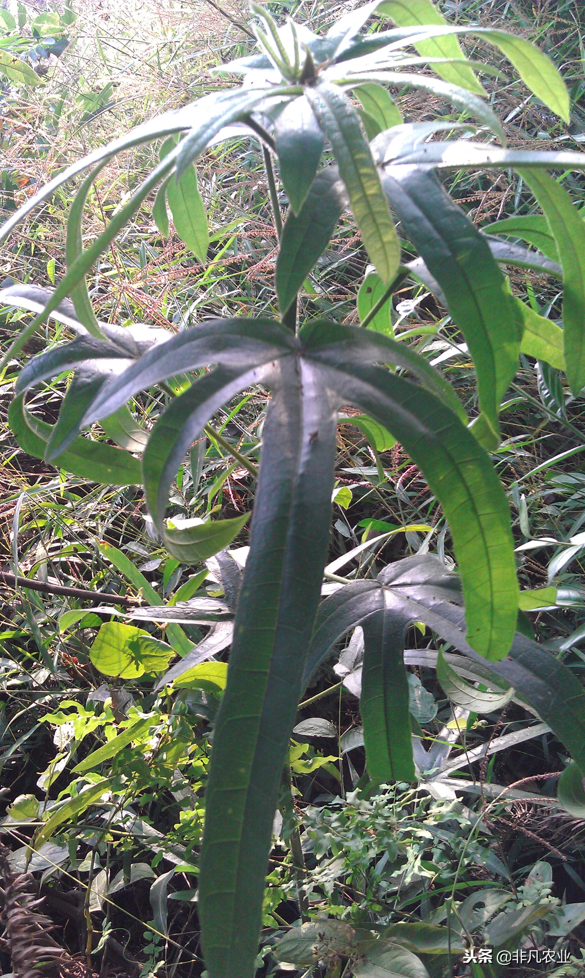 见过这作物吗？想桃又不是桃，市场50元一斤，只因种家少需求大！