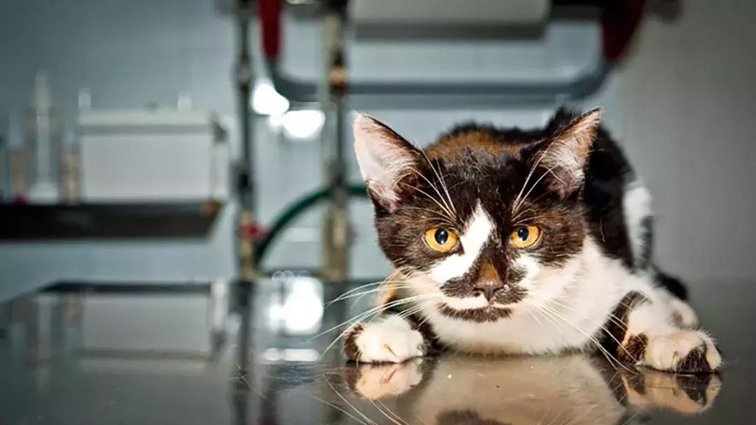 猫咪流口水怎么办呀,猫咪流口水很臭没精神