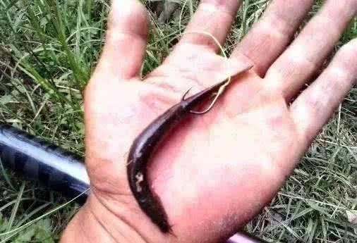 泥鳅党到底是什么,为什么禁止泥鳅党