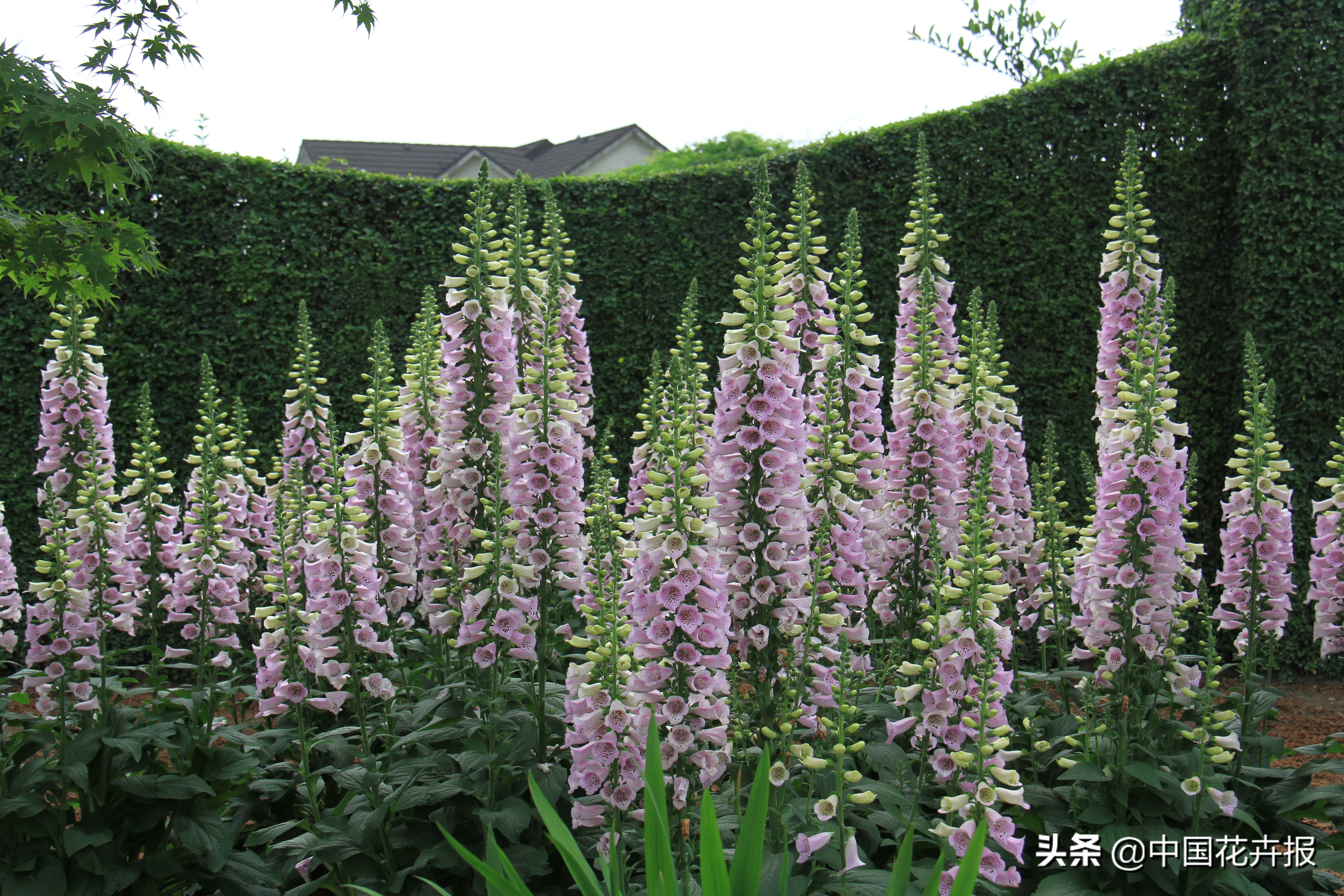 花园必备植物大全,花园常用植物科普