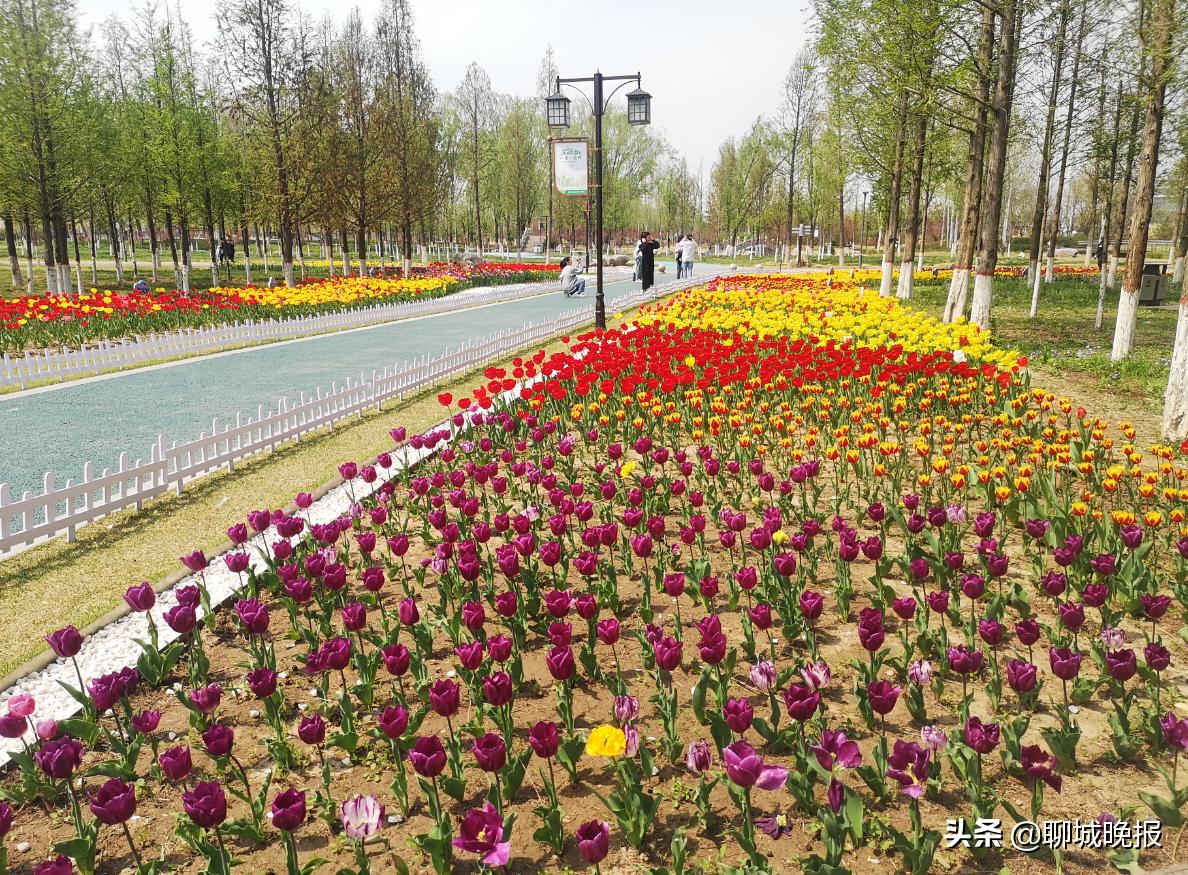 聊城宜居之城规划图,聊城城市绿化景点