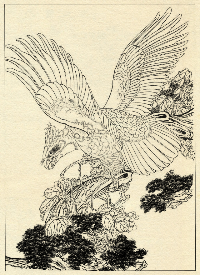 白描鹰技法基础入门,工笔画素材白描鹰图漂亮