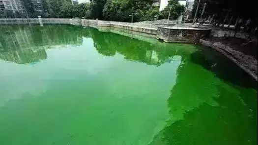 蓝藻爆发最佳治疗方法,蓝藻的最佳防治方法