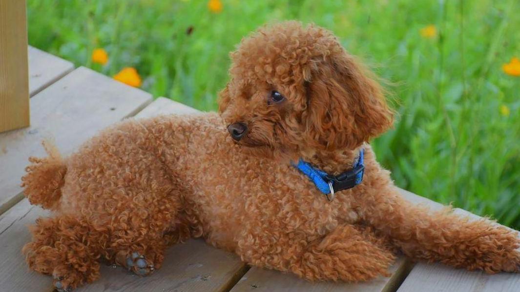 泰迪为什么会成万人恨,为什么泰迪从万人迷到万人恨