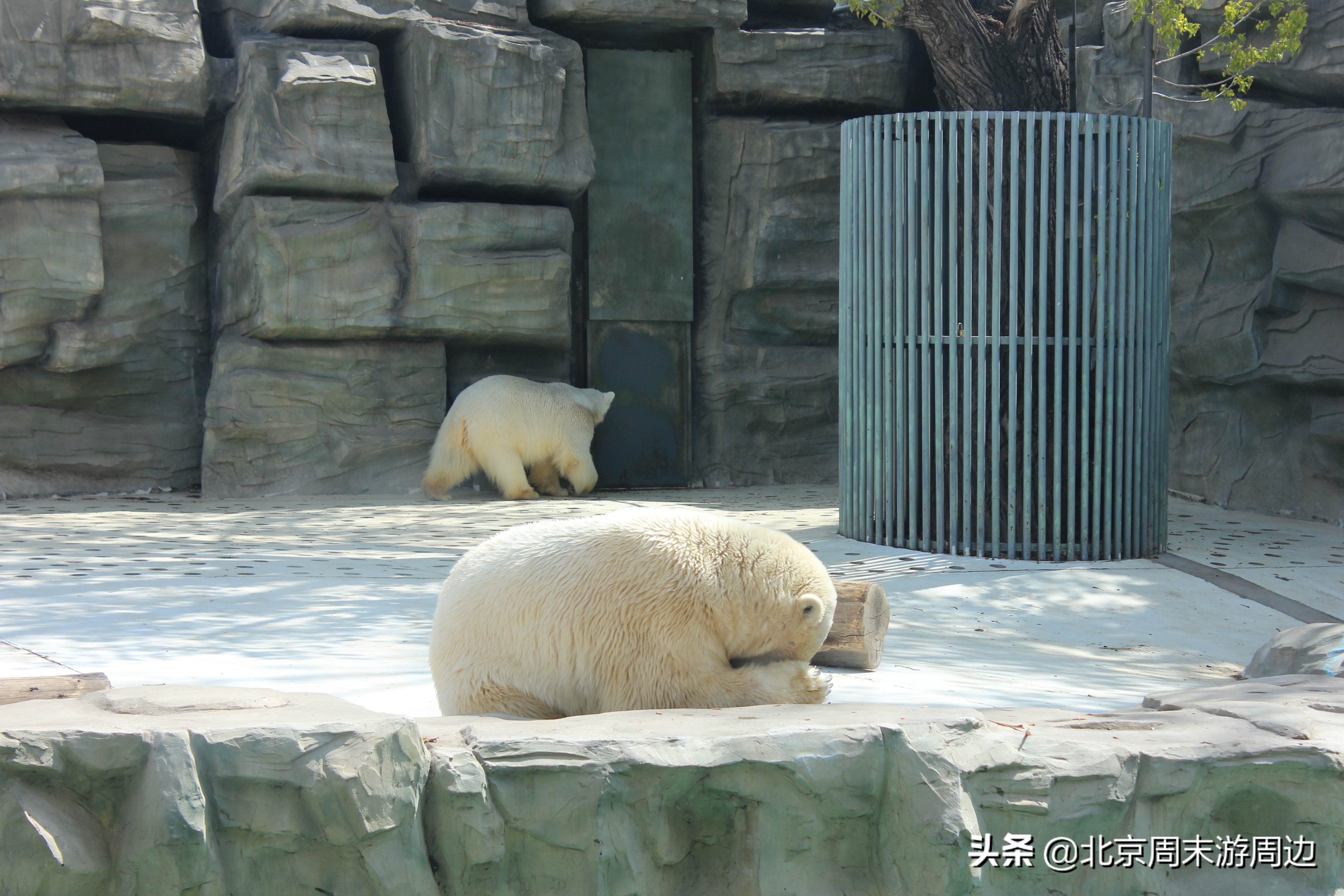 北京动物园和北京野生动物园区别,北京动物园和北京大兴野生动物园