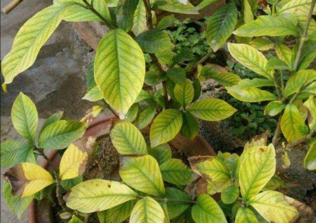 冬季茉莉盆栽叶片变黄是什么原因,栀子茉莉花黄叶掉花什么原因
