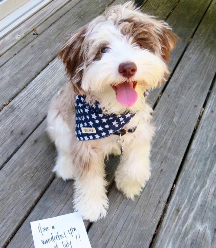 鐩樼偣鍚勪釜鐗瑰埆鐨勬潅浜や覆涓茬嫍,鍝簺瀹犵墿鐘覆涓茶捣鏉ユ洿濂界湅