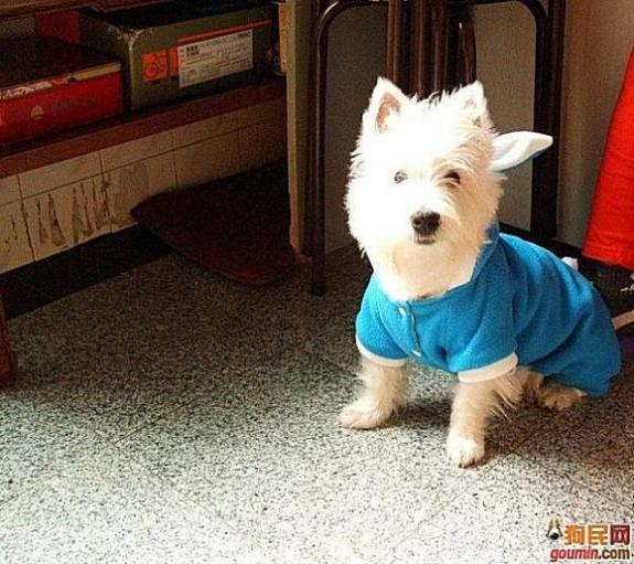 鐙楃嫍澶у叏鍙埍,鍙埍鐨勫皬鐙楃嫍閫佺粰鐖辩嫍浜哄＋