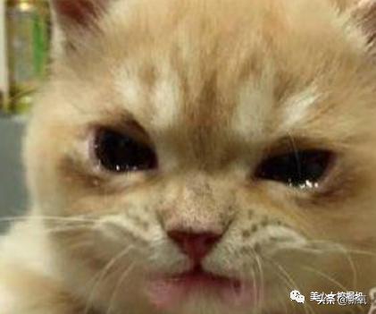 比小团团还火的女主播乔碧萝,斗鱼一姐小团团视频