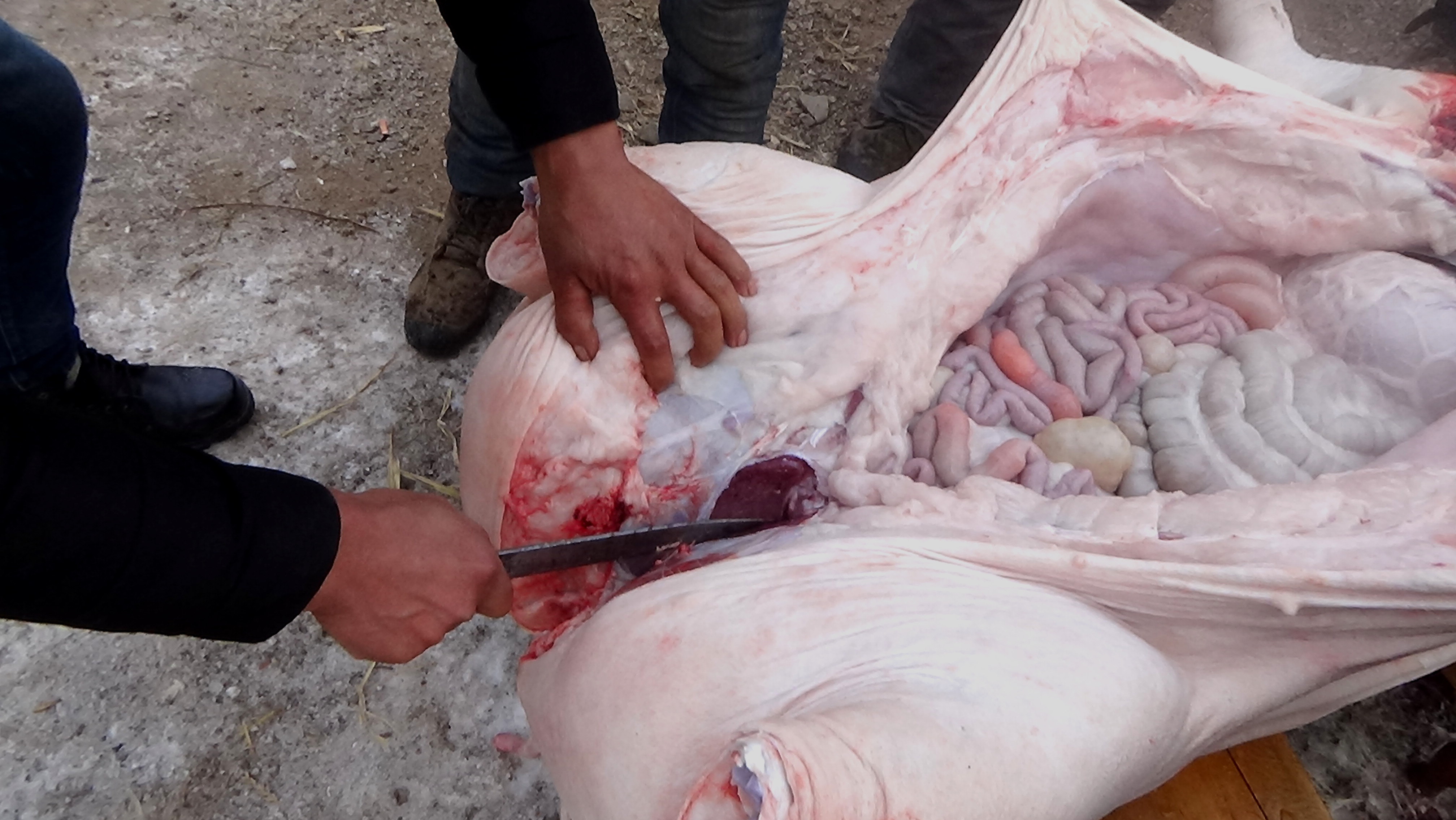 东北杀年猪来吃猪肉,老东北杀年猪