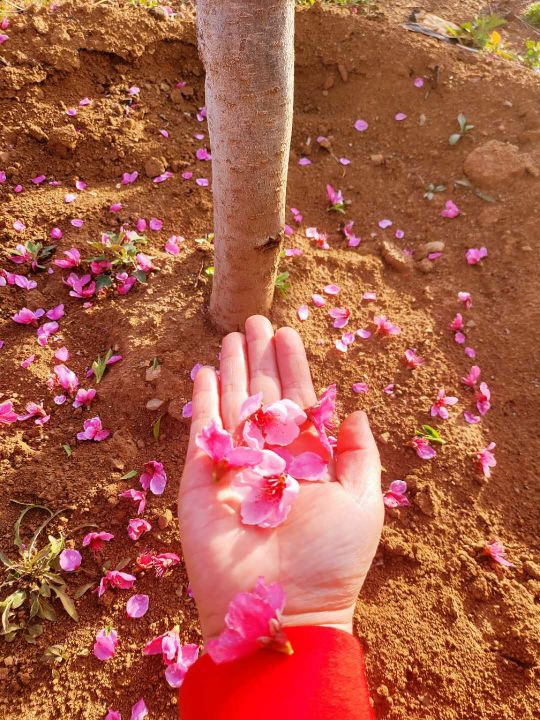 灼灼其华桃之夭夭的全文,灼灼其华的灼灼