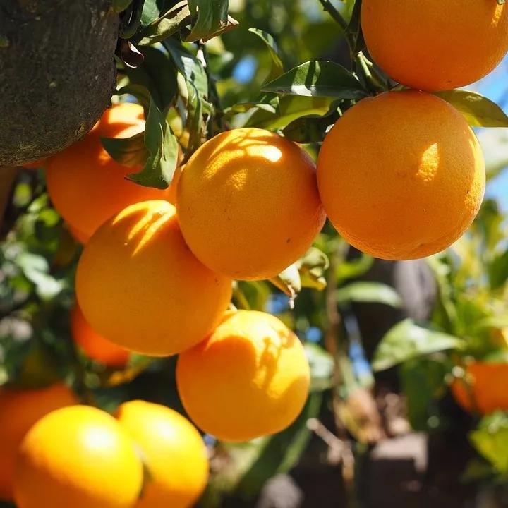 天然精油香水怎么做,怎么用香水做精油护肤