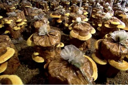 一学就会的致富经为何一做就成“致负经”，原因何在？