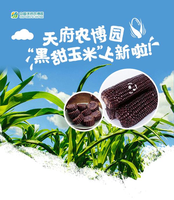 高甜来袭浙农林,高甜来袭国产