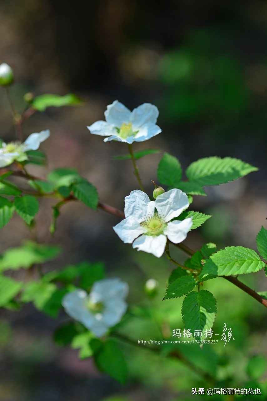 树莓在庭院怎么种植,树莓可在院子里种吗