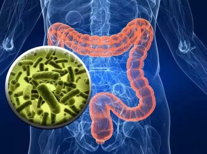 消化循环免疫人体最重要的系统,如何维系消化系统的健康功能