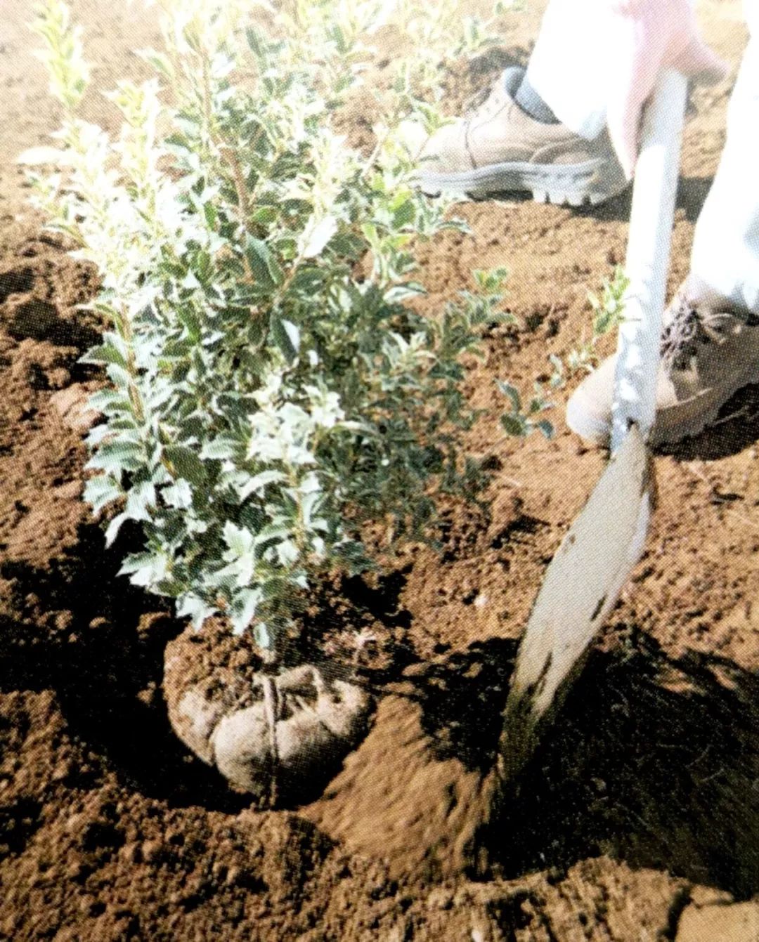 种植小树苗的正确步骤图片,新种植的小树苗一个月能长啥样