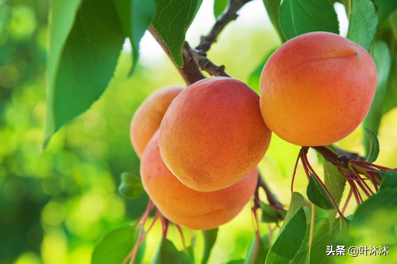 清凉解渴的杏子酒，芒种时分，果肉浓郁，夏天喝上一口超级爽口