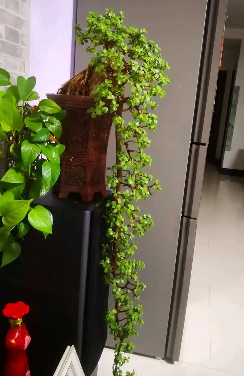 7种招财花春天爆芽,春节养6种招财花