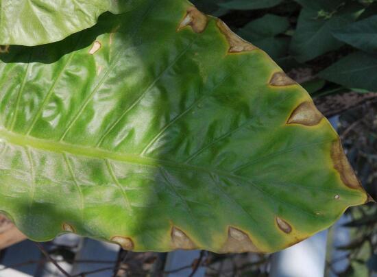 水养马蹄莲花朵发黄焦边干枯,夏天马蹄莲叶子发黄解决办法