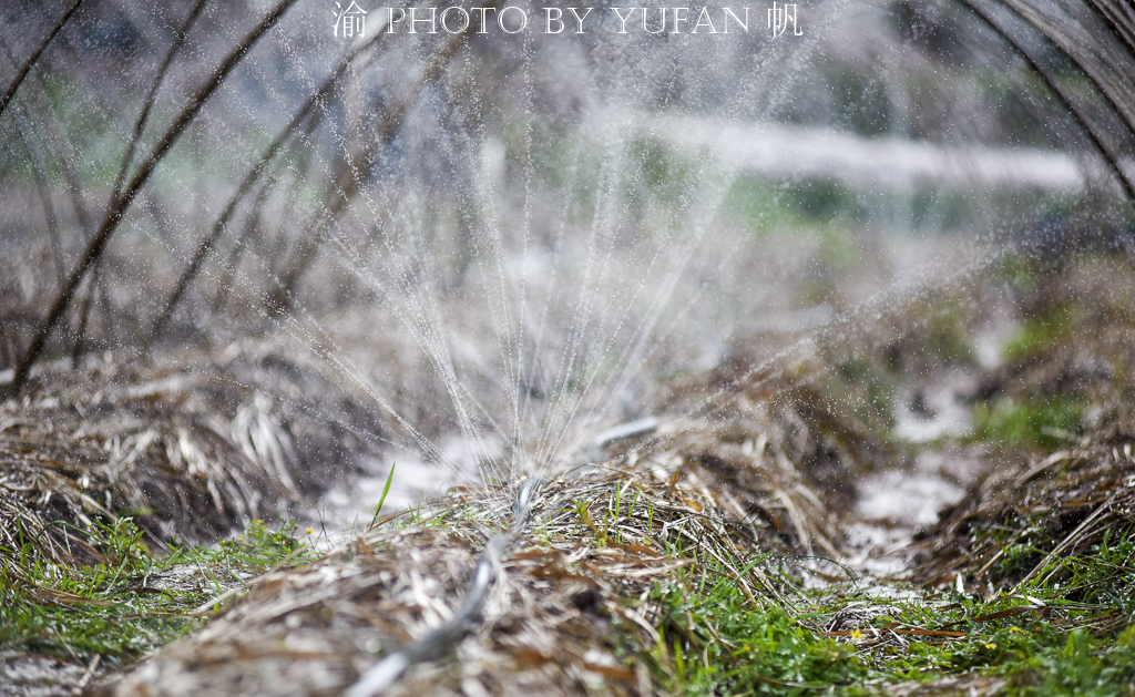 受新冠疫情影响，重庆潼南10万斤姬松茸销售受阻，老板欲哭无泪