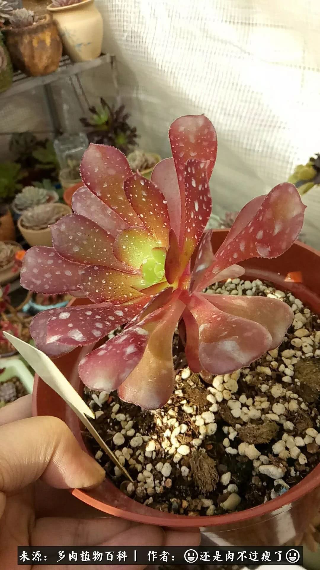 日照弘一法师,日照法师请师父