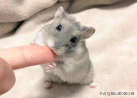 如何让咬人仓鼠变得不咬人,如何让咬人的仓鼠变得不咬人