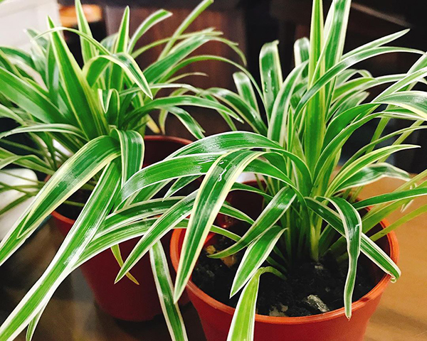 怎样才能使吊兰不黄叶和不烂根,吊兰黄叶烂叶养殖小妙招