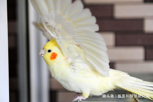 牡丹鹦鹉到底有多少种,可以饲养的牡丹鹦鹉有什么品种