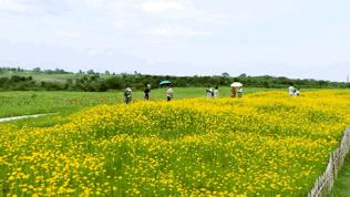 双流空港花田最新进展,双流空港花田开放了吗最新回复