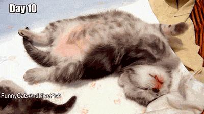 猫咪睡觉的时候发抖打颤怎么回事,猫咪睡觉频繁发抖打颤是怎么回事