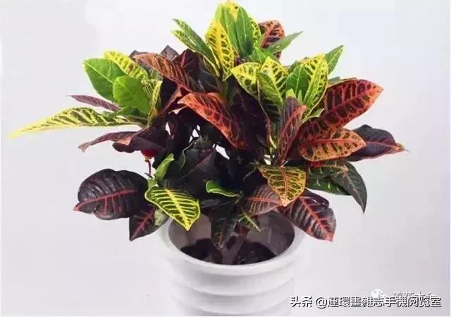 100种常见花卉植物图谱,100种花卉素描图谱