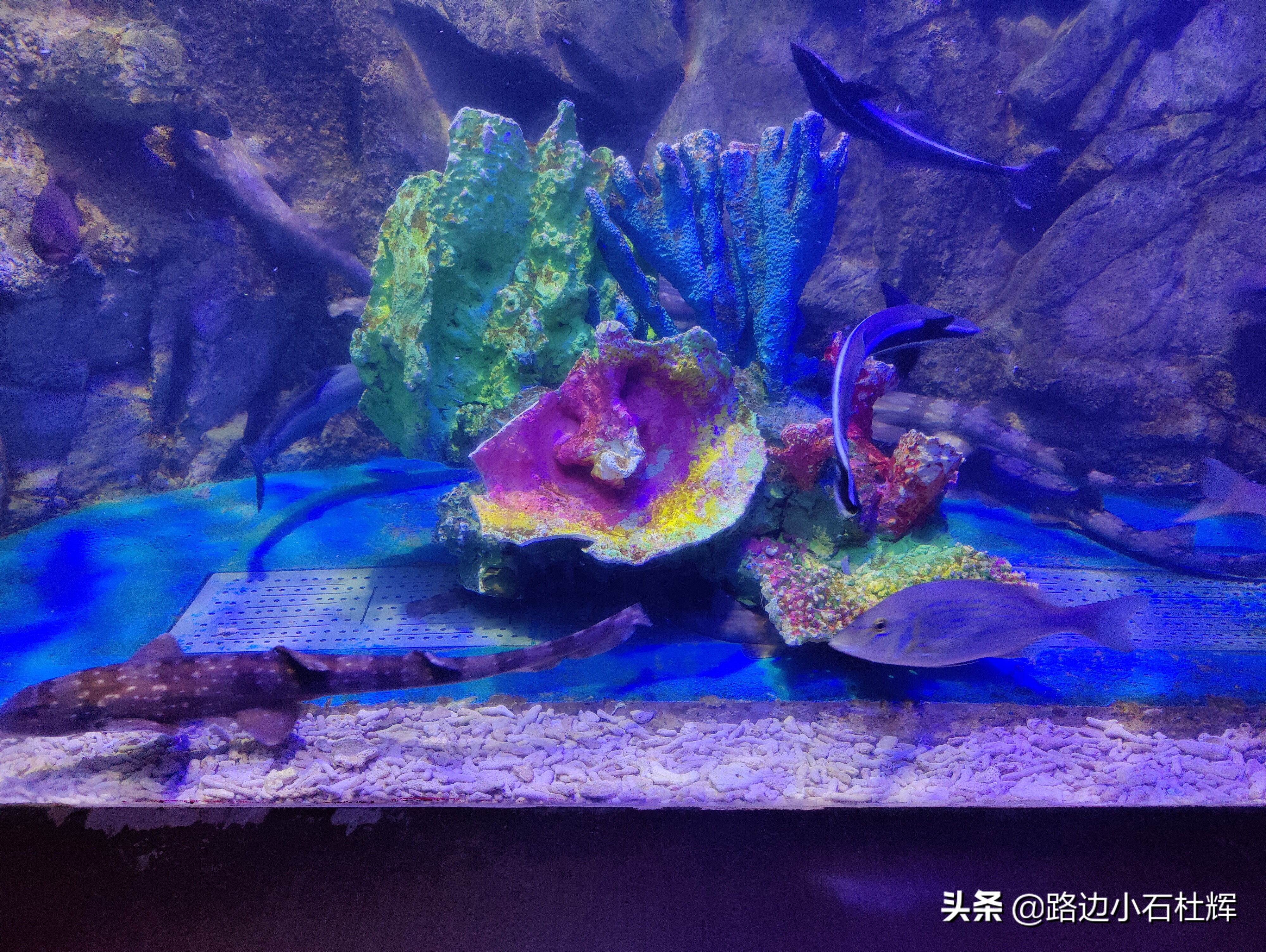 北京海洋馆旅游详细攻略,海洋馆北京海底世界游玩路线